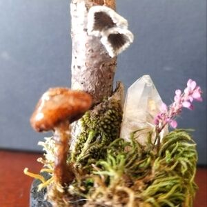 𝅺mushroom Curio Collectable for Mycophiles
